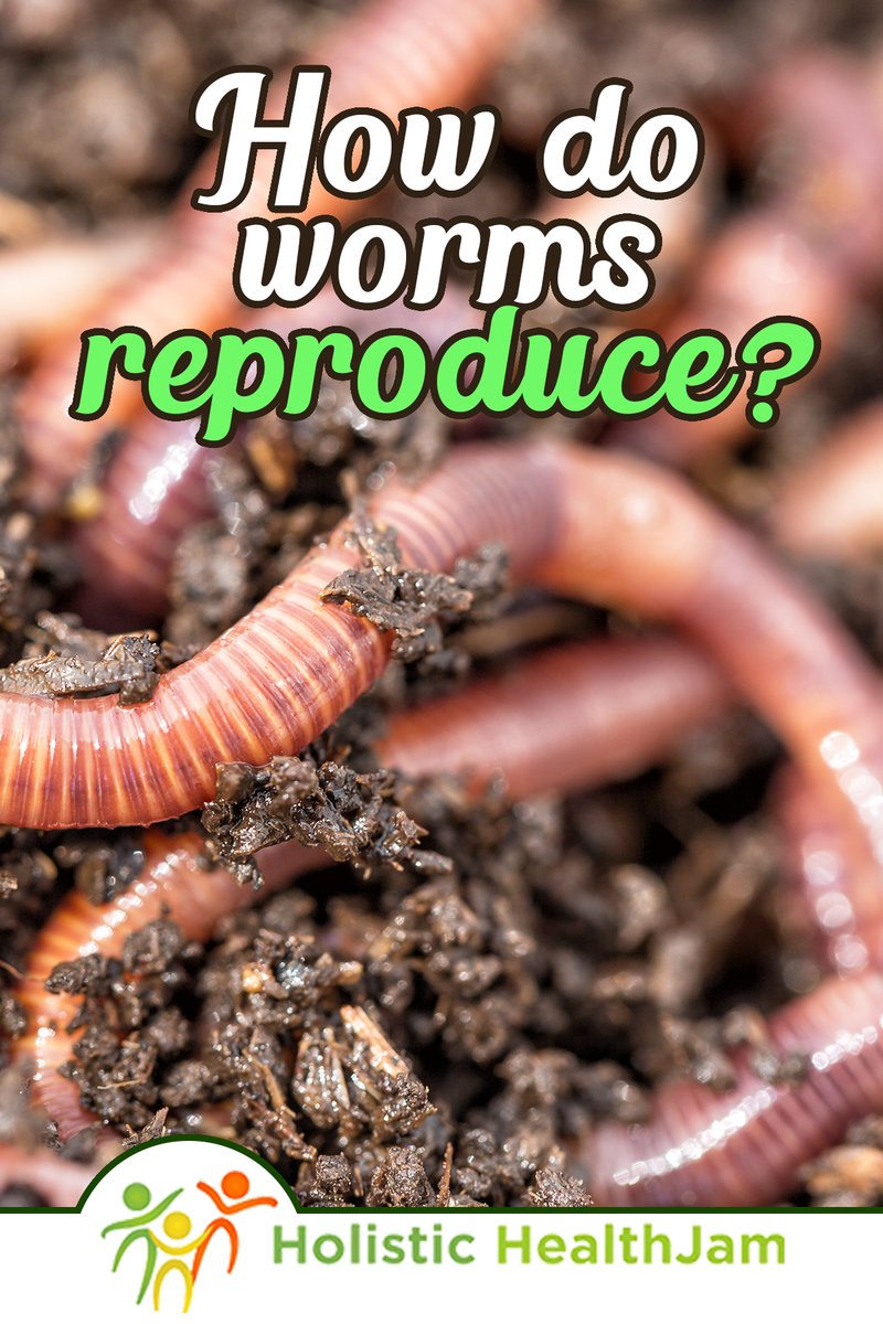 Can Earthworms Be Introduced To New Garden Beds?