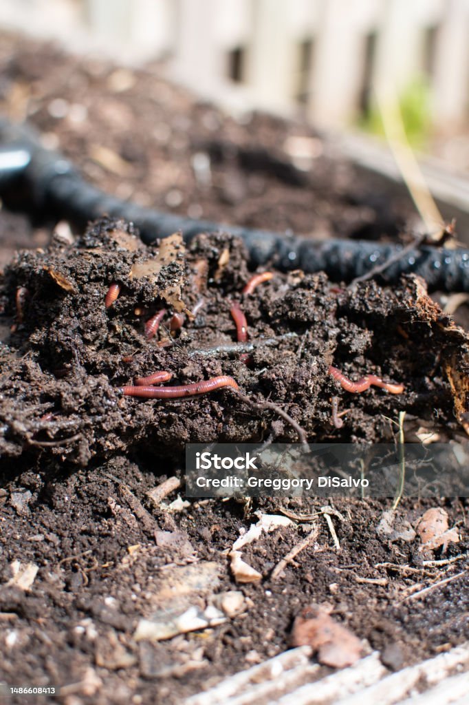 Can Earthworms Be Introduced To New Garden Beds?