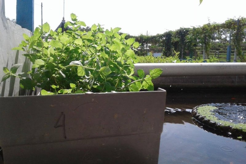 Can Earthworms Be Used In Aquaponic Systems?