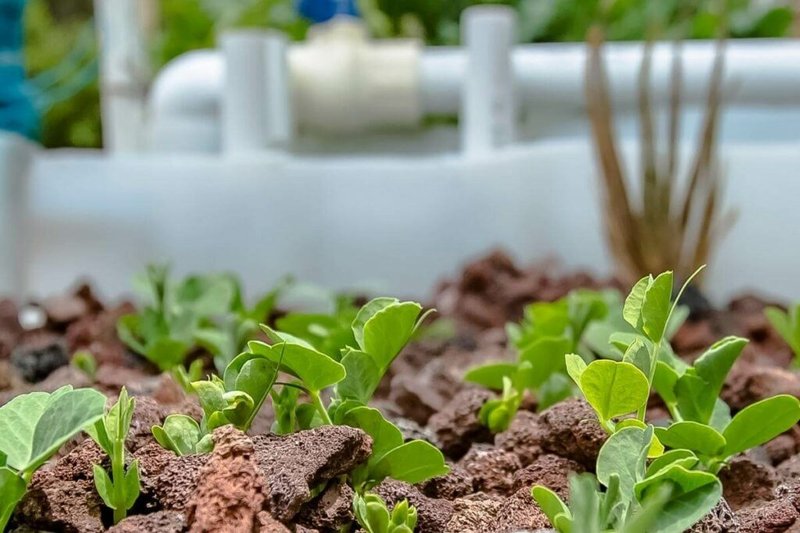 Can Earthworms Be Used In Aquaponic Systems?