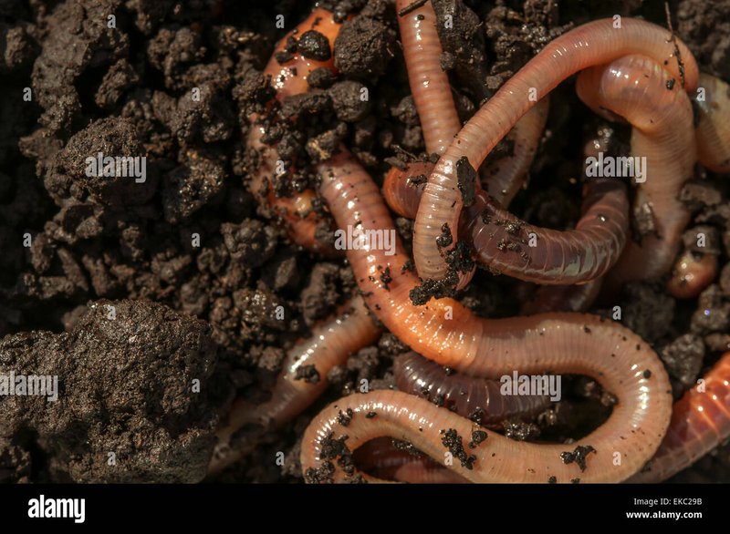 Can Earthworms Live In Sandy Or Clay Soil?