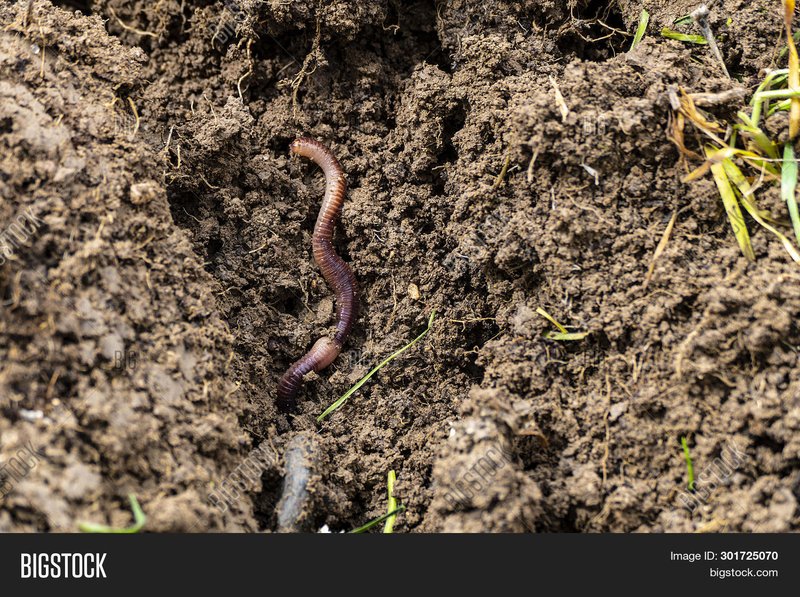 Can Earthworms Live In Sandy Or Clay Soil?