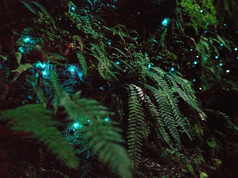 Can Glow Worms Be Kept In Captivity?