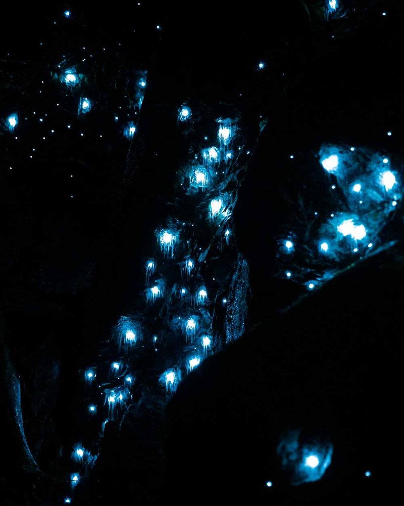 Can Glow Worms Be Kept In Captivity?