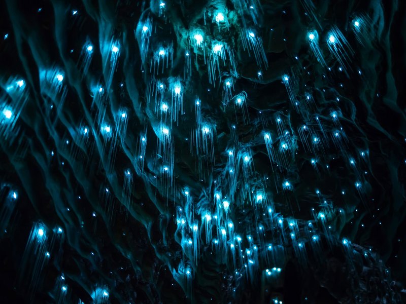 Can Glow Worms Be Kept In Captivity?