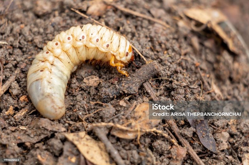 Can Grub Worms Be Farmed As Animal Feed?
