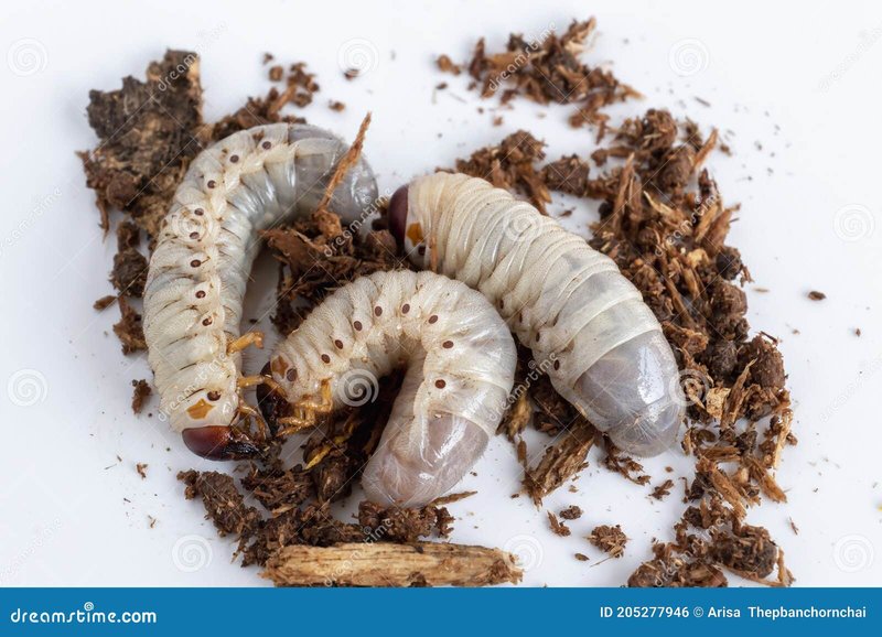 Can Grub Worms Be Farmed As Animal Feed?