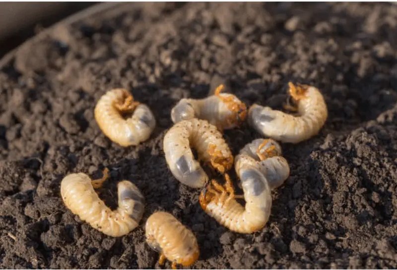 Can Grub Worms Be Farmed As Animal Feed?