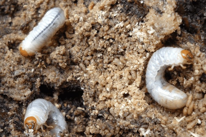 Can Grub Worms Be Part Of A Sustainable Garden?