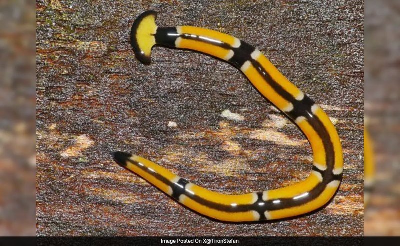 Can Hammerhead Worms Regenerate After Being Cut?