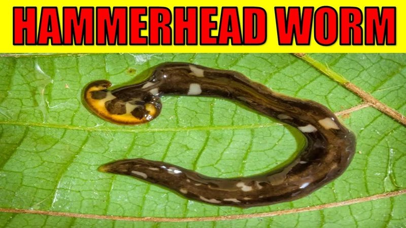 Can Hammerhead Worms Regenerate After Being Cut?
