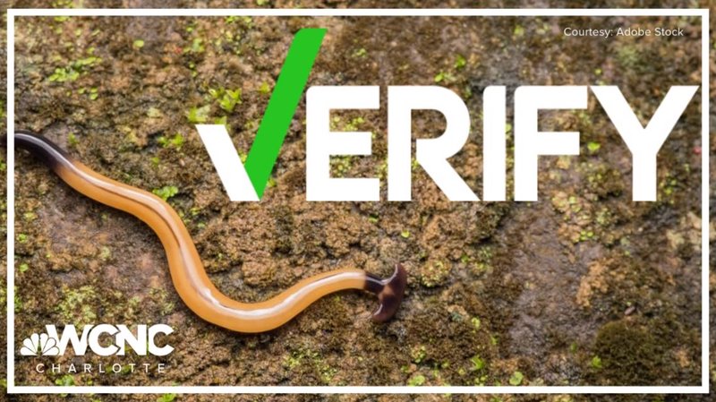 Can Hammerhead Worms Regenerate After Being Cut?