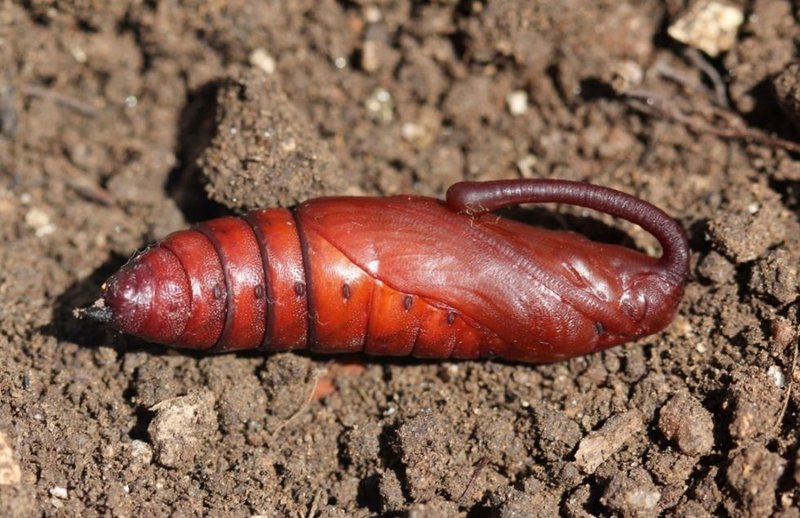 Can Hornworms Be Fed Synthetic Diets?