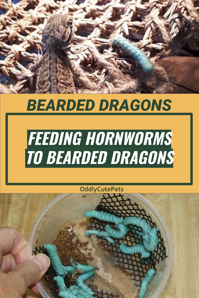 Can Hornworms Be Used As Reptile Feed?