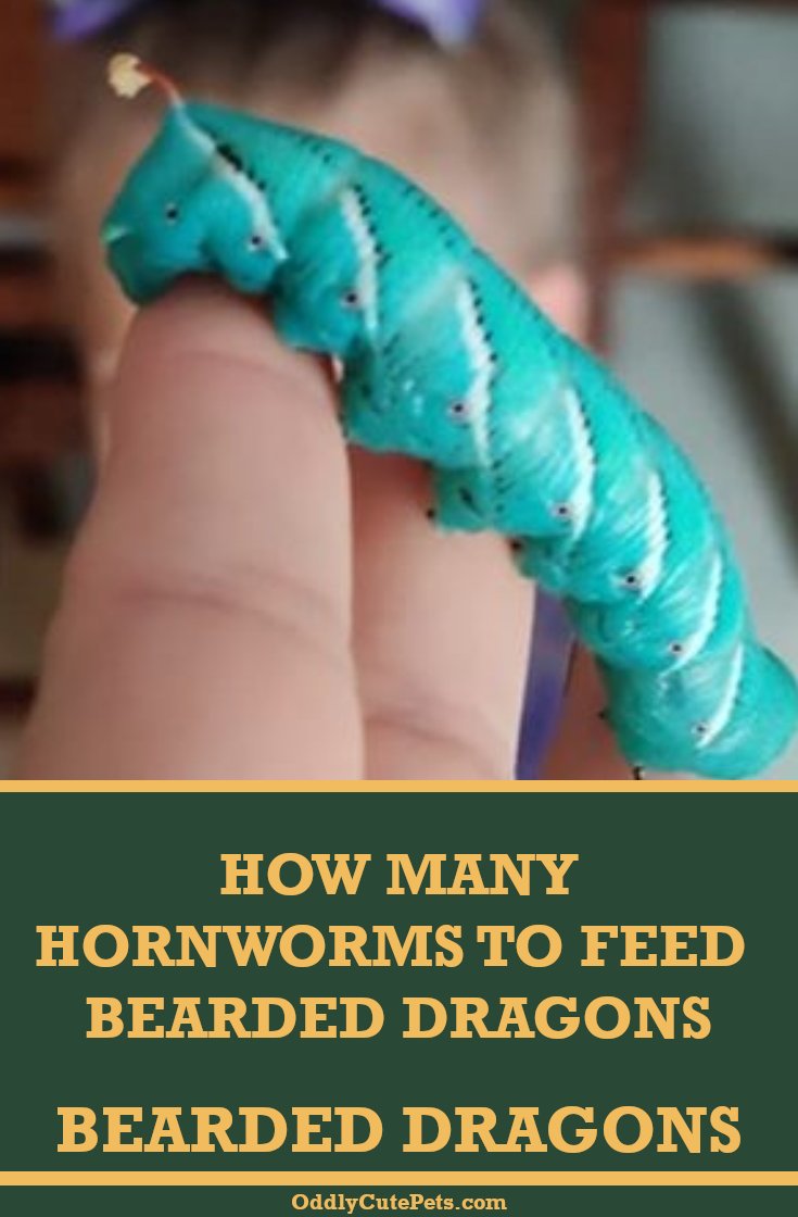 Can Hornworms Be Used As Reptile Feed?
