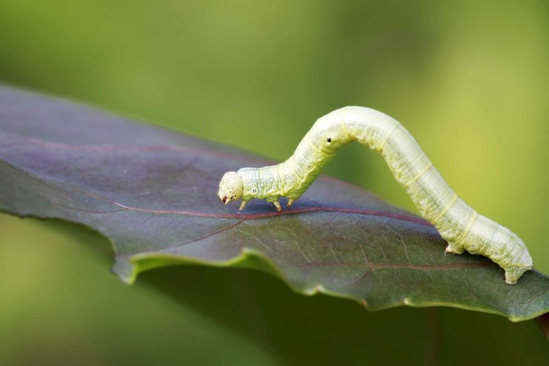 Can Inchworms Be Farmed For Bird Food?