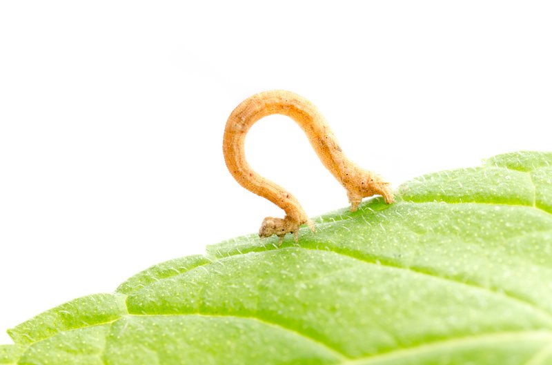 Can Inchworms Be Farmed For Bird Food?