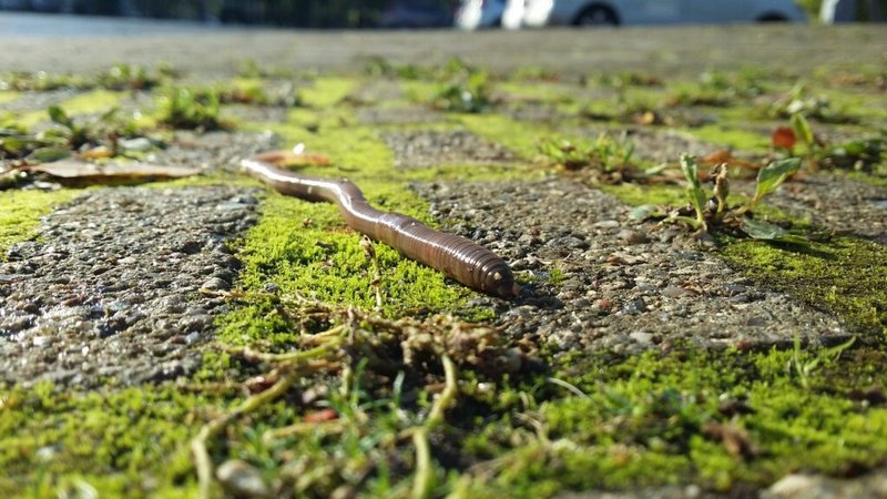 Can Inchworms Be Kept In Observation Terrariums?
