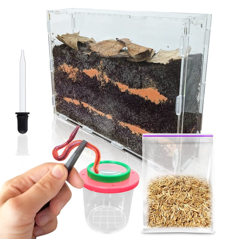Can Inchworms Be Kept In Observation Terrariums?