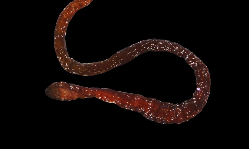 Can Ribbon Worms Be Farmed For Research Purposes?