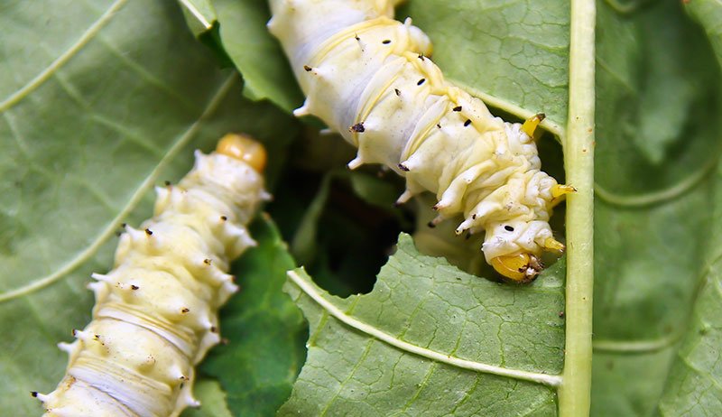 Can Silkworms Be Raised Indoors Year-Round?