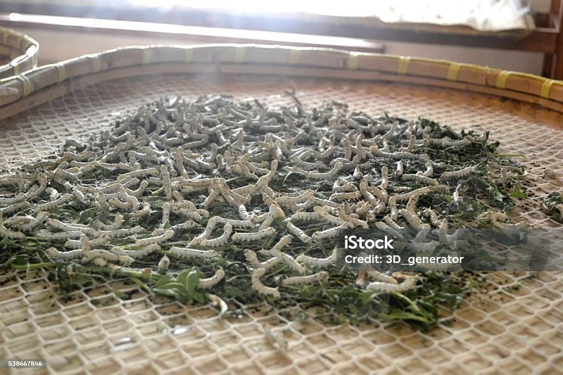 Can Silkworms Be Used In Animal Feed Industries?