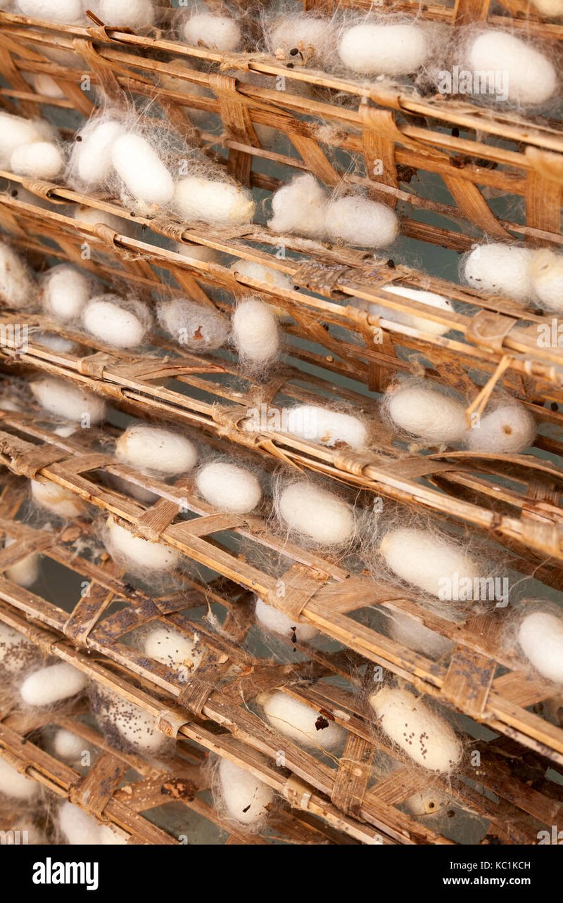 Can Silkworms Be Used In Animal Feed Industries?
