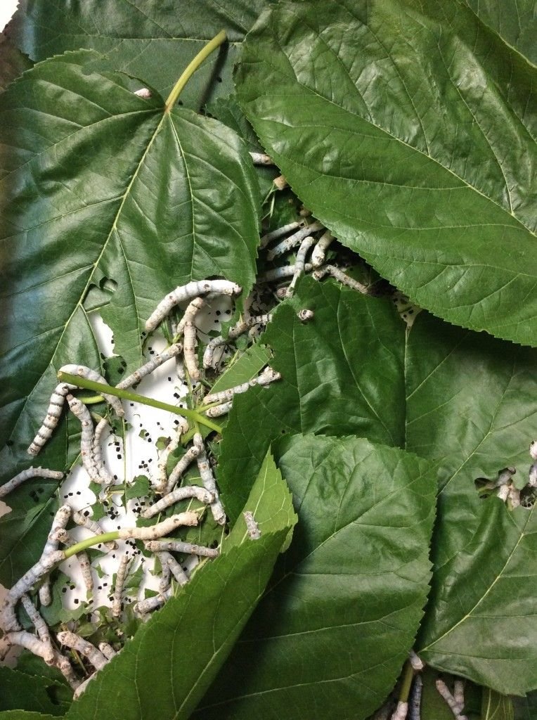Can Silkworms Survive Without Mulberry Leaves?