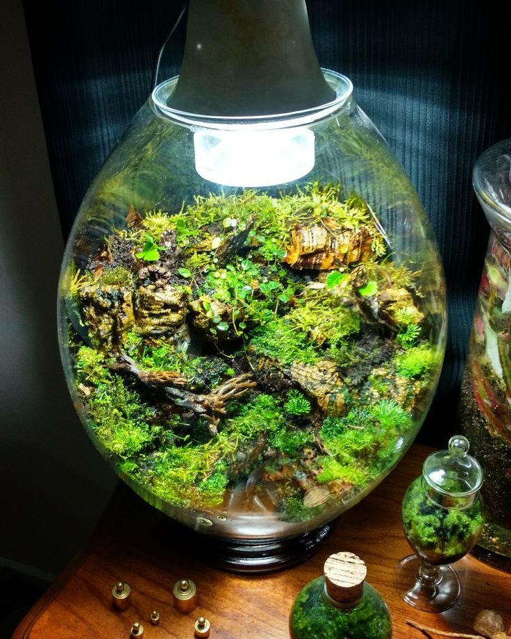 Can Velvet Worms Be Kept In A Terrarium?