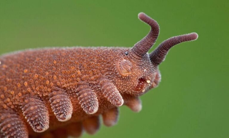 Can Velvet Worms Be Used In Classroom Pet Programs?