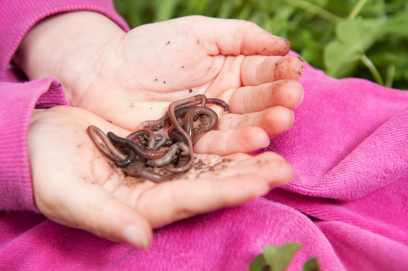 Can Velvet Worms Be Used In Classroom Pet Programs?