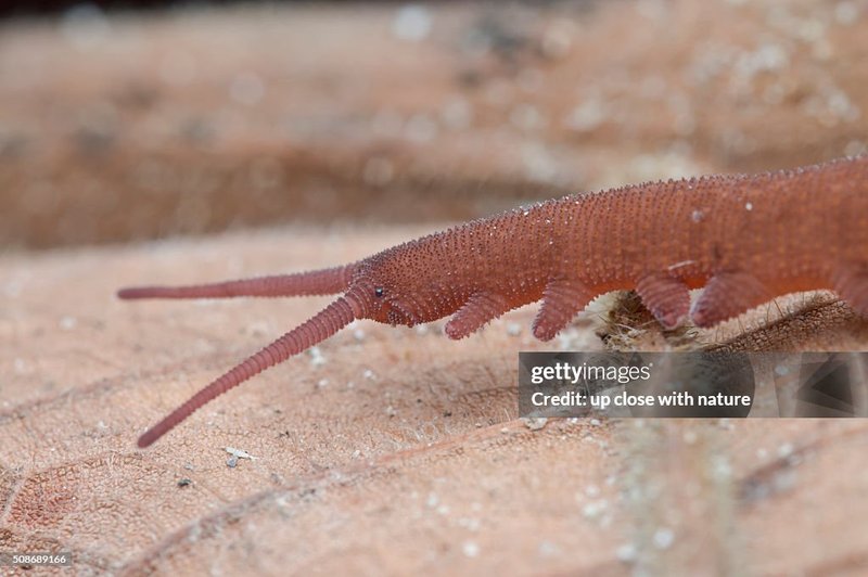 Can Velvet Worms Survive In Dry Climates?