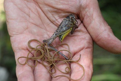 Can Wolf Worms Be Studied Without Harming Hosts?