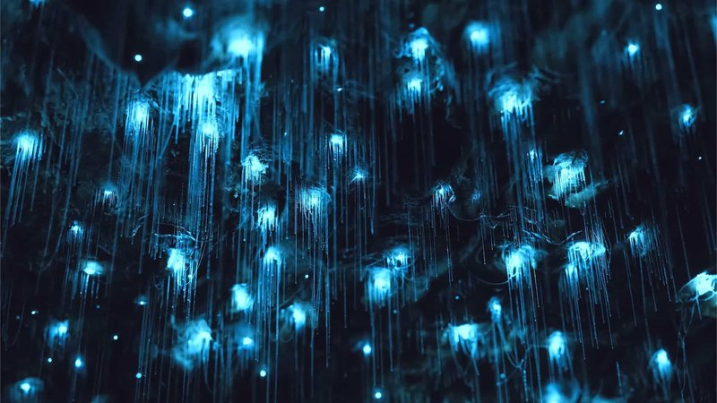 Cave Humidity Levels Ideal For Glow Worm Habitats