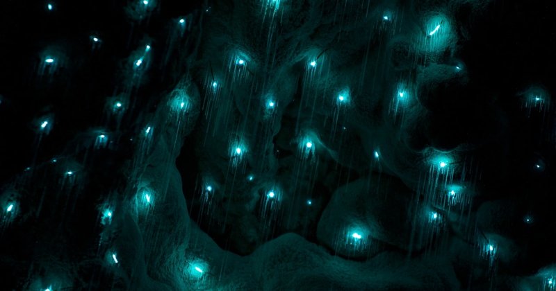 Cave Humidity Levels Ideal For Glow Worm Habitats