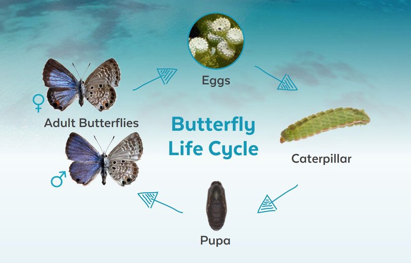 Climate Change Effects On Botfly Larvae Distribution