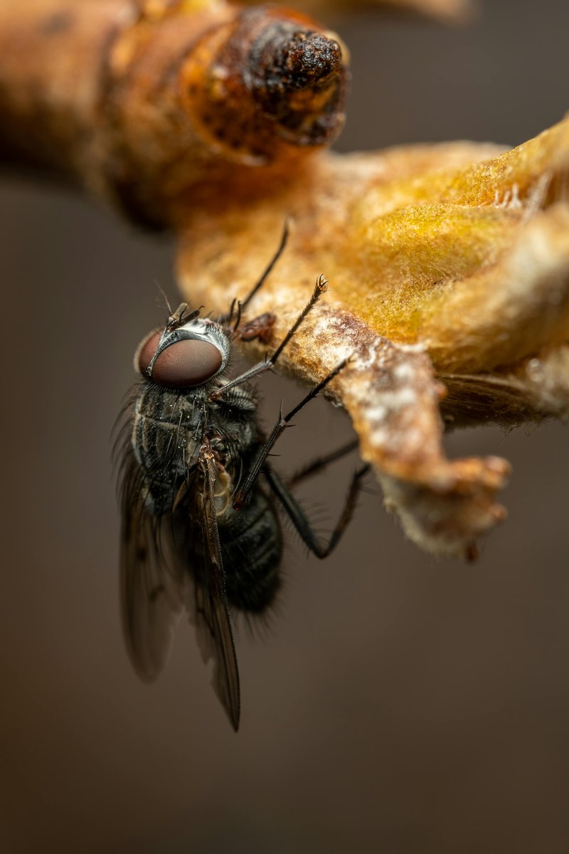 Coexistence Of Botflies And Their Animal Hosts