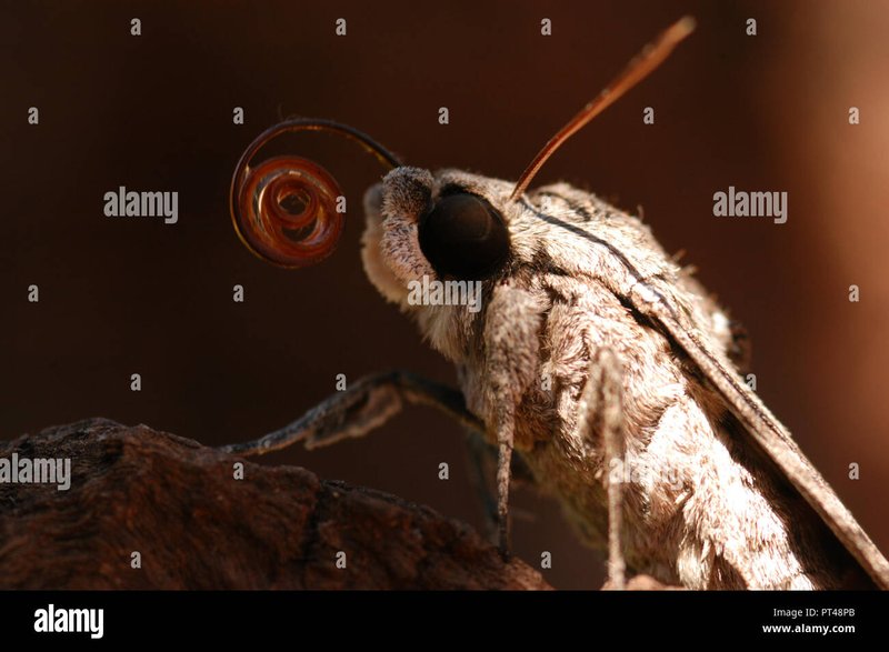 Common Moths That Emerge From Hornworms