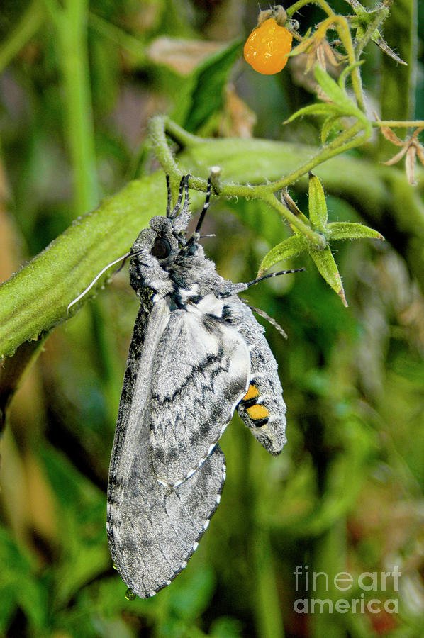 Common Moths That Emerge From Hornworms