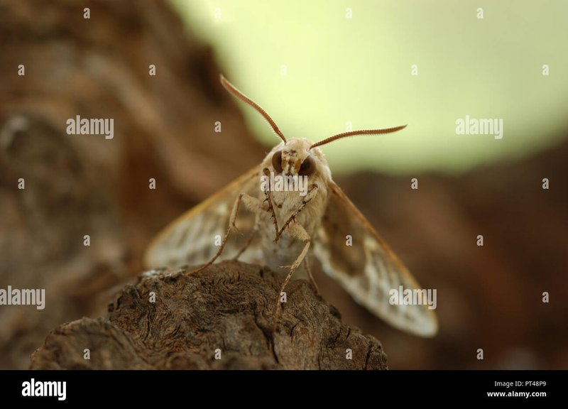 Common Moths That Emerge From Hornworms
