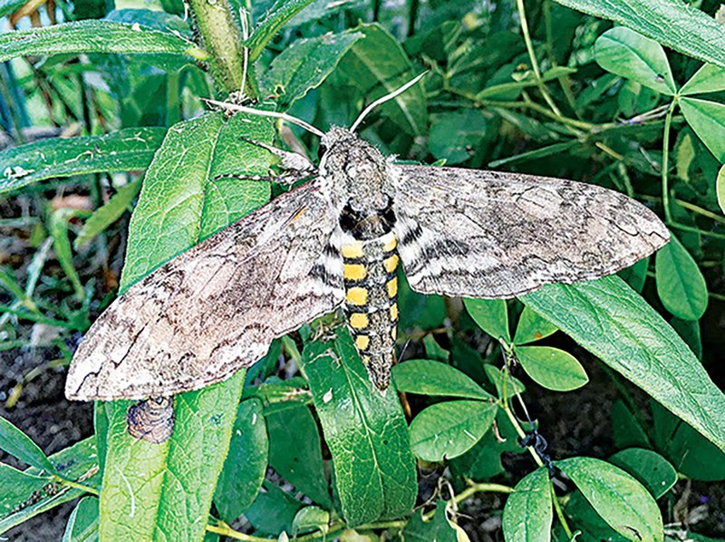Common Moths That Emerge From Hornworms