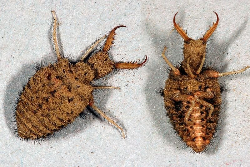 Comparing Ant Lion Larvae To Similar Worm Species In The Same Habitat