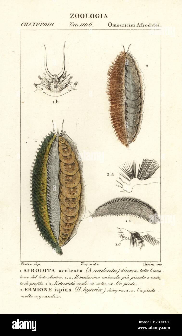Comparing Aphrodite Aculeata To Similar Worm Species In The Same Habitat