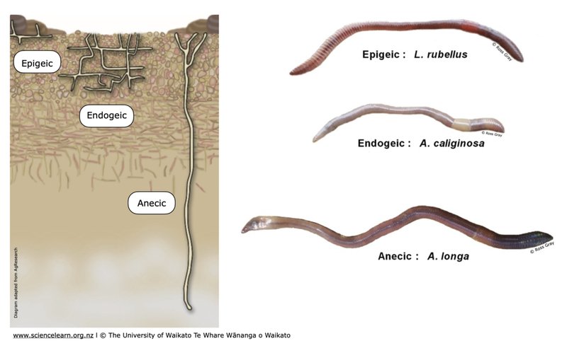 Comparing Bone-Eating Worm To Similar Worm Species In The Same Habitat