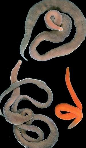 Comparing Bootlace Worms To Ribbon Worms