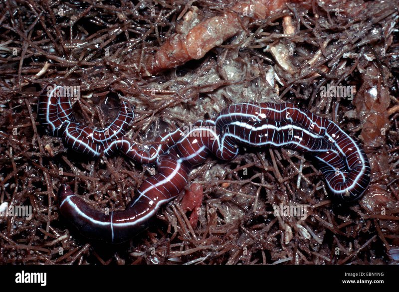 Comparing Bootlace Worms To Ribbon Worms