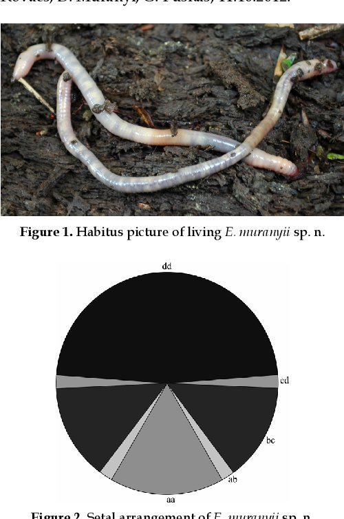 Comparing Eisenia Hortensis To Similar Worm Species In The Same Habitat