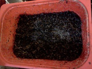 Comparing Enchytraeid To Similar Worm Species In The Same Habitat
