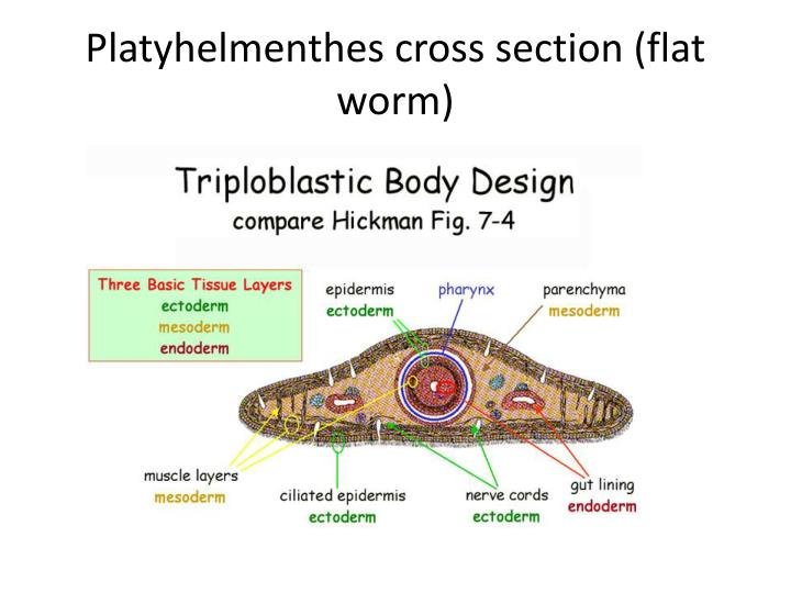 Comparing Flatworm To Similar Worm Species In The Same Habitat