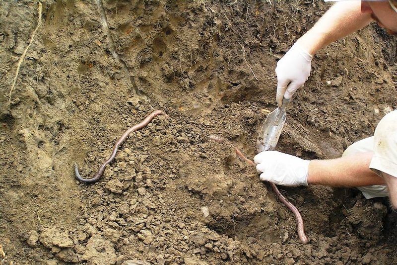Comparing Giant Gippsland Earthworm To Similar Worm Species In The Same Habitat